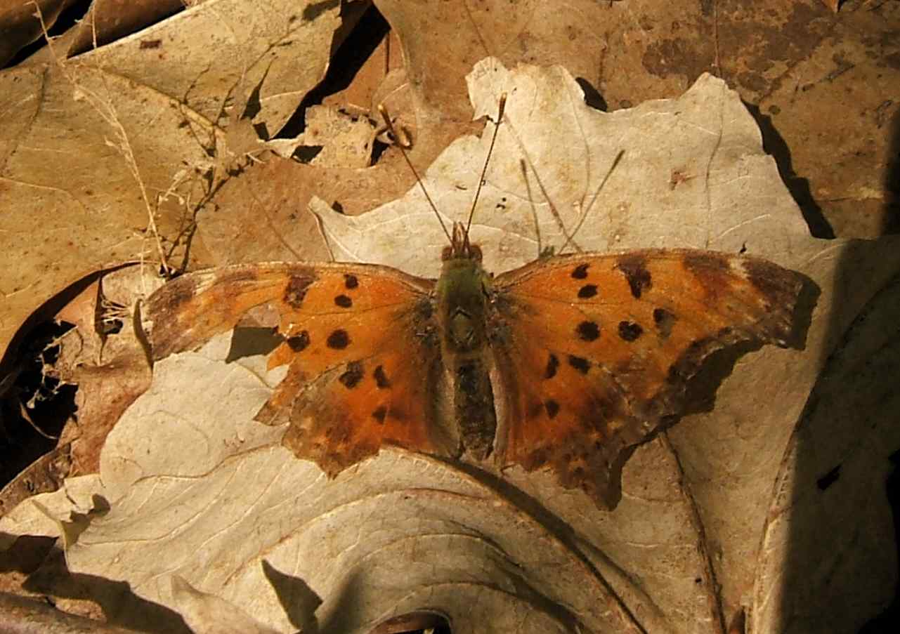 Polygonia comma Polygonia comma